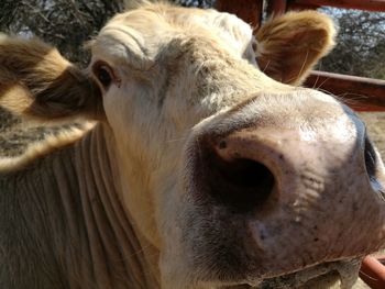 Close-up of cow