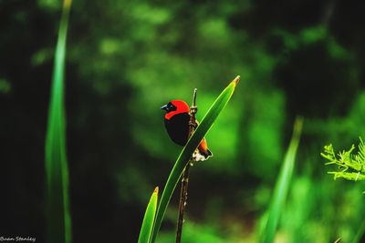 Close-up of ladybug on plant