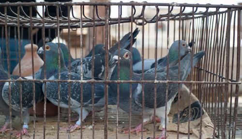 Pigeons in birdcage at market