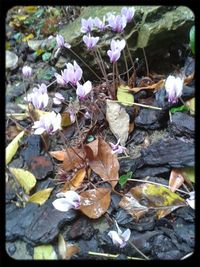 Close-up of purple flowers blooming outdoors