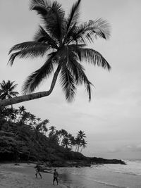 Palm trees on beach against sky