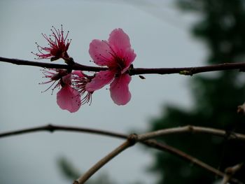 Close-up of wet pink flowers on branch