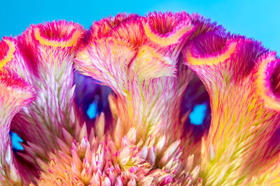 Close-up of pink flowers