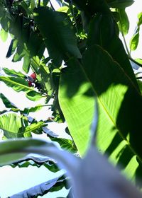 Low angle view of tree