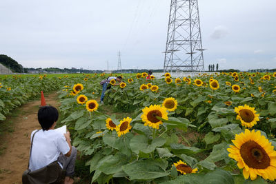 Rear view of woman on sunflower field against sky