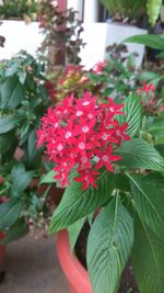 Close-up of red flowers blooming outdoors