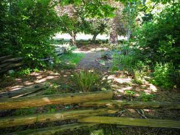 Plants growing on tree