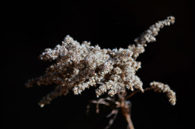 Close-up of frozen flower against black background