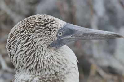 Close-up of blue footed booby