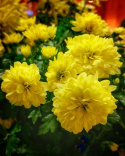 Close-up of yellow flower