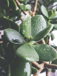 Close-up of wet plant