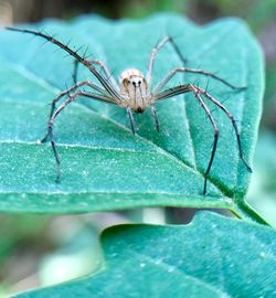 Close-up of spider