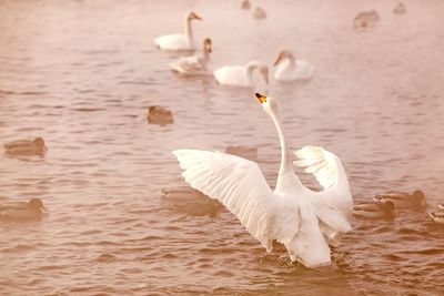 White swan in a lake