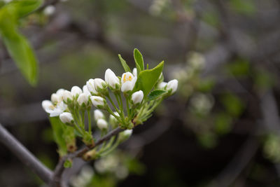 Close-up of white flowering plant