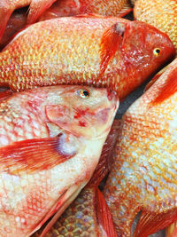 Close-up of fish for sale in market