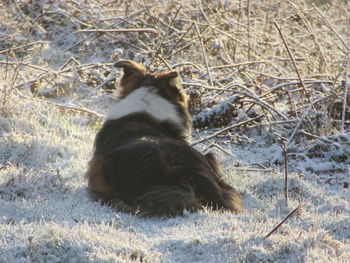 Dog on grass