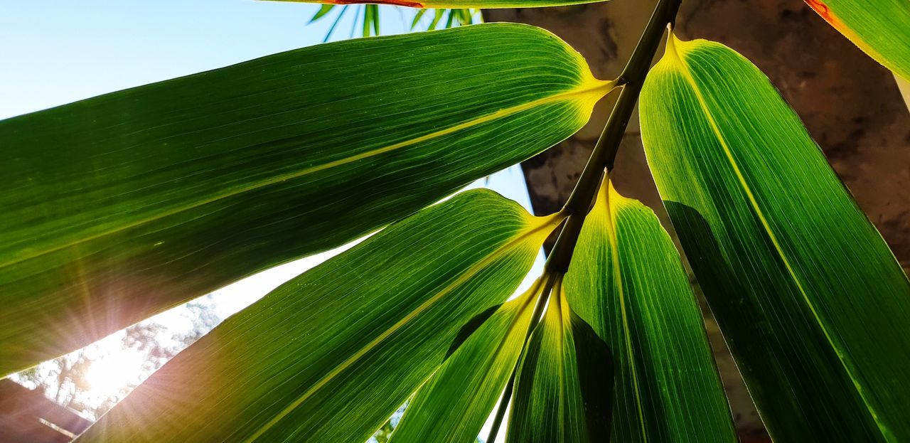 leaf, plant part, green color, growth, plant, nature, beauty in nature, close-up, low angle view, no people, day, sunlight, palm tree, freshness, tropical climate, outdoors, palm leaf, sky, focus on foreground, tranquility, leaves, blade of grass