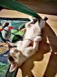 High angle view of cat on floor