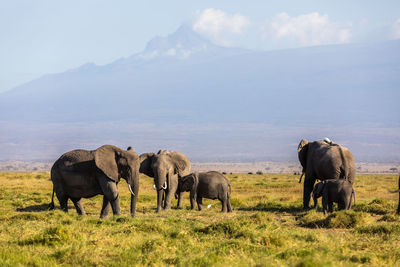 Elephants drinking water