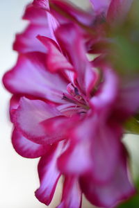 Close-up of flowers over white background