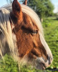 Close-up of horse on field