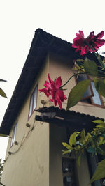 Close-up of pink flowering plant