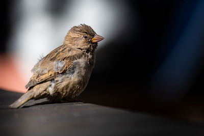 Close-up of sparrow perching on railing