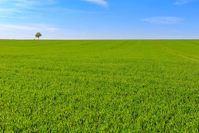 Scenic view of field against sky