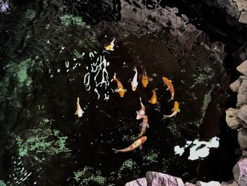 High angle view of koi carps swimming in water