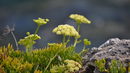 Close-up of yellow flowers growing outdoors