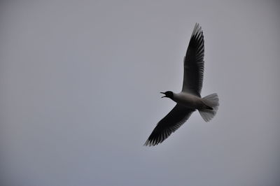Low angle view of birds flying in sky