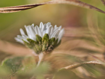 Close-up of white flower