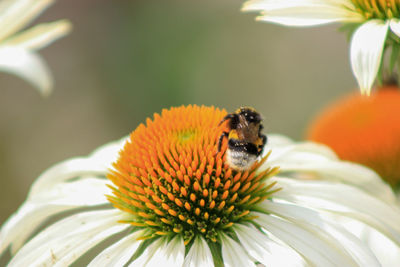 Close-up of bee pollinating on flower