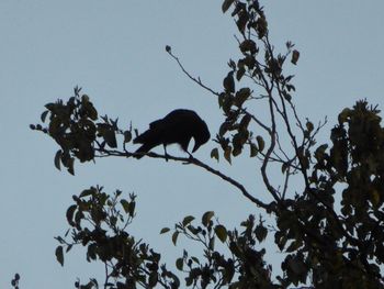 Low angle view of bird flying against clear sky
