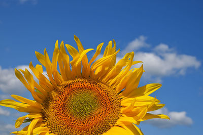 Close-up of sunflower