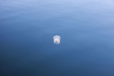 High angle view of sea against blue background