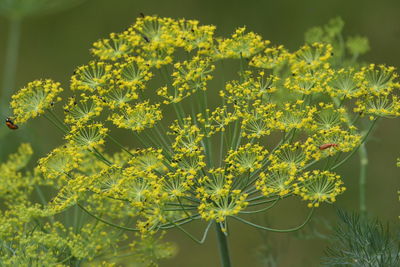 Close-up of yellow flowers