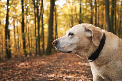 Dog during walk in autumn forest. portrait of old yellow labrador retriever.