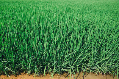 Scenic view of agricultural field