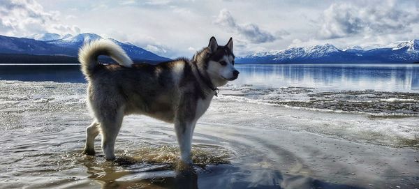 Dog standing on snow covered mountain against sky