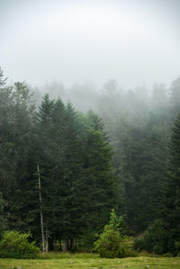 Pine trees in forest against sky