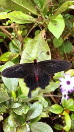 Close-up of butterfly perching on plant