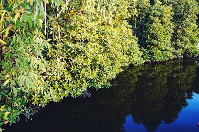 Reflection of trees in water