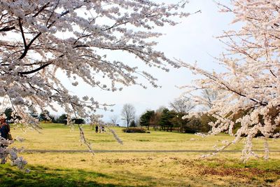 Trees on field against sky