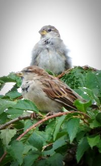 Low angle view of birds perching on white wall