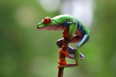 Close-up of parrot perching on leaf