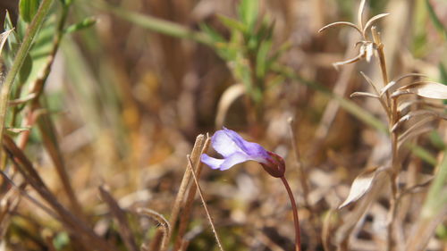 Close-up of blue flowering plant on land