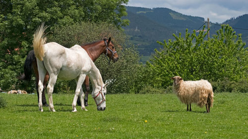 Horses and sheep on grassy field