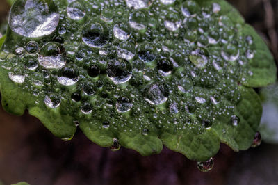 Close-up of water drops on leaf