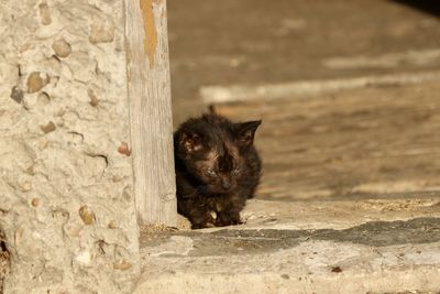 Portrait of a cat